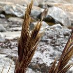 Cortaderia pungens Kvet