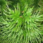 Selaginella pallescens Іншае