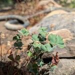 Marsilea macropoda