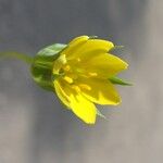 Blackstonia imperfoliata Kvet