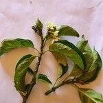Stephanotis abyssinica Φύλλο