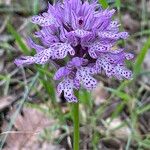 Neotinea tridentata Flor