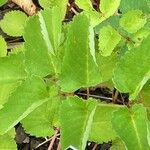 Sanguisorba canadensis Leaf