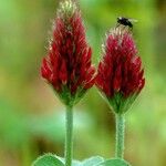 Trifolium rubens പുഷ്പം