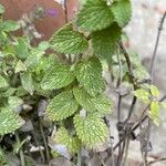 Salvia viridis Leaf