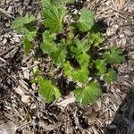 Sidalcea malviflora Levél