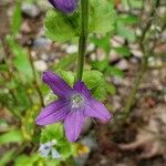 Triodanis perfoliata Cvet