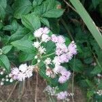 Cyanthillium cinereum Flower