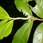 Erythroxylum macrophyllum Feuille