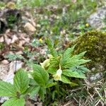 Cardamine enneaphyllos Flower