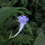 Strobilanthes pentastemonoides Кветка