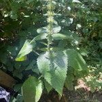 Stachys sylvatica Leaf