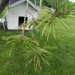 Pinus virginiana Leaf