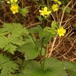 Ranunculus cortusifolius Habit