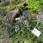 Echinops bannaticus Fula