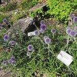 Echinops bannaticus Flor