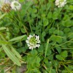 Trifolium nigrescens फूल