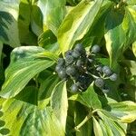 Hedera colchicaFruit