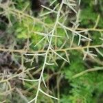 Genista scorpius Leaf