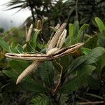 Alstonia legouixiae Fruto