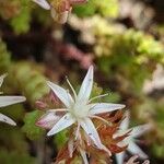 Sedum moranense Flower