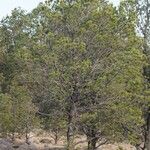 Pinus cembroides Агульны выгляд