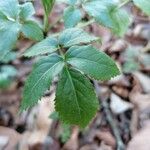 Sambucus racemosaBlatt