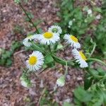 Erigeron annuusപുഷ്പം