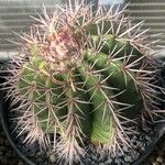Melocactus oreas Hoja