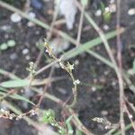 Polygonum arenastrum Folla