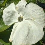 Cornus nuttallii Flower