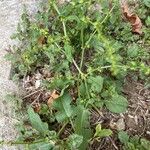 Rumex pulcher Leaf