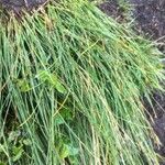 Eleocharis multicaulis पत्ता