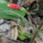 Kohleria tubiflora Flower