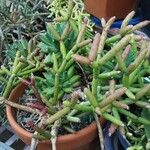 Rhipsalis cereuscula Hoja