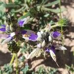 Dalea boliviana Floare