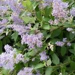 Ceanothus americanus Flower