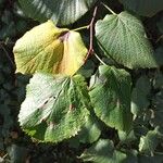 Tilia × europaeaFoglia