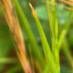 Festuca ambigua Foglia