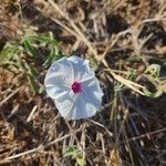 Ipomoea mombassana 花