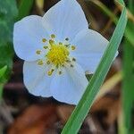 Fragaria viridis फूल