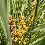 Lomandra longifolia Flor