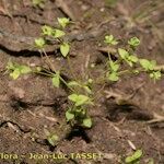 Radiola linoides Habit