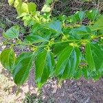 Colubrina asiatica Blomst