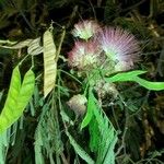 Albizia julibrissinBlüte