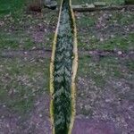 Sansevieria trifasciata Leaf