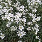 Cerastium tomentosum फूल