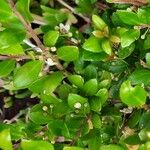 Ilex crenata Flower