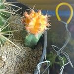 Gymnocalycium mihanovichiiЛист