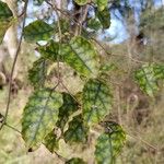 Carpodetus serratus Leaf